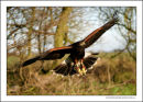Harris Hawk in Flight